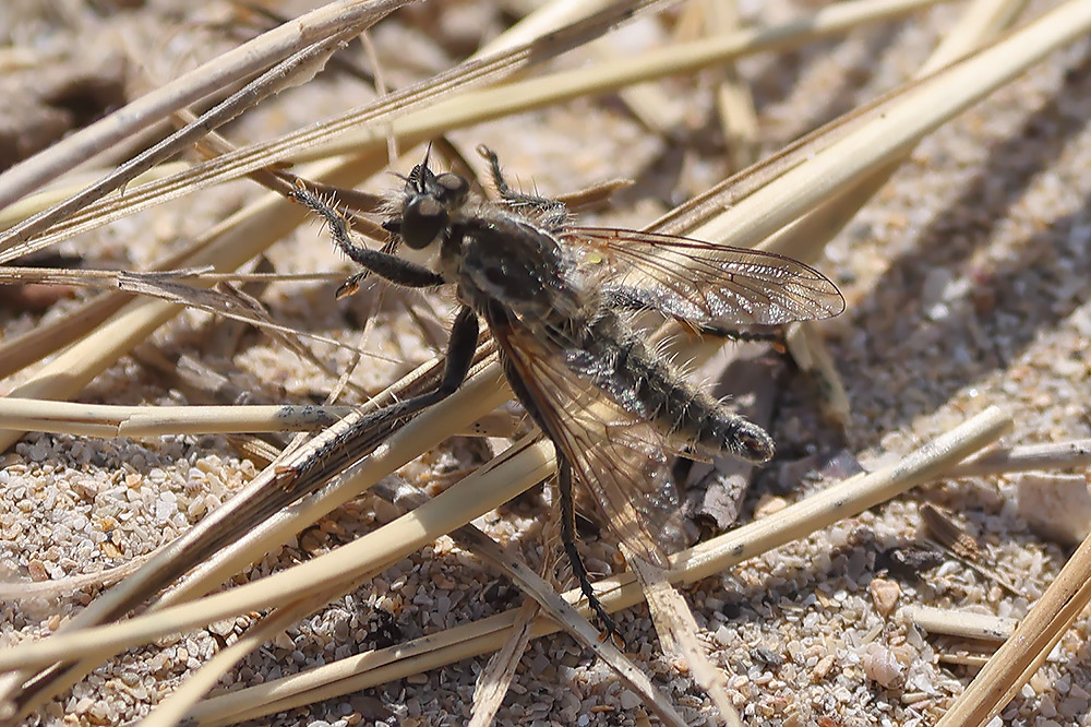 Fan-bristled robberfly