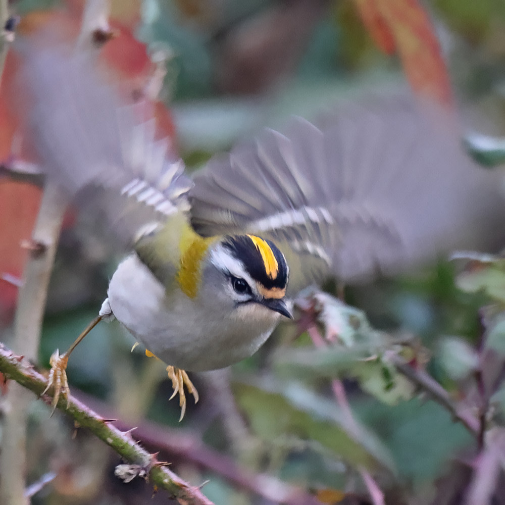 Firecrest