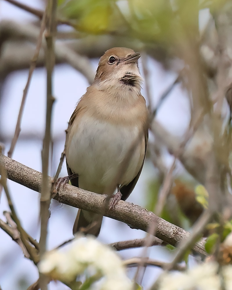 Garden warbler