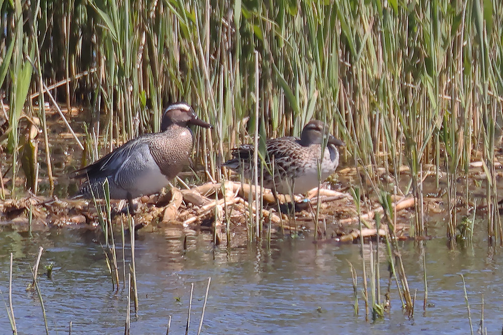 Grganey