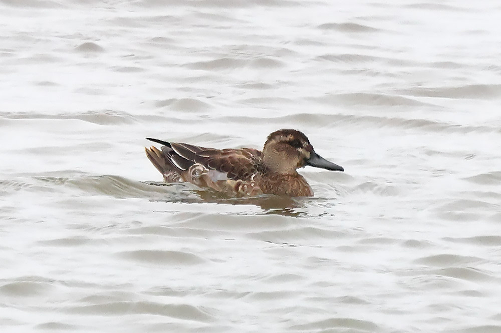 garganey