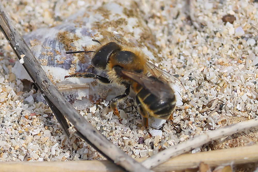 Gold-fringed mason bee