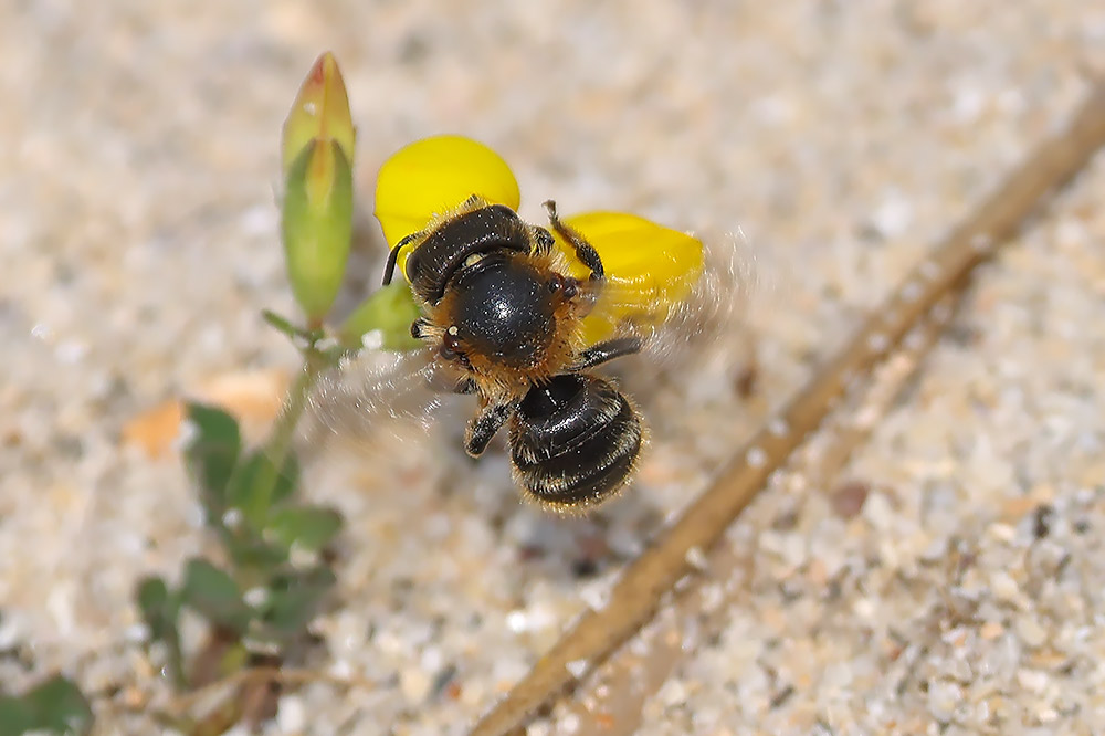 Gold-fringed mason bee
