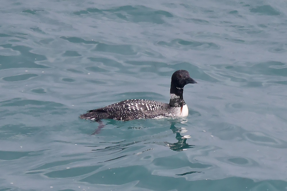 Great northern diver