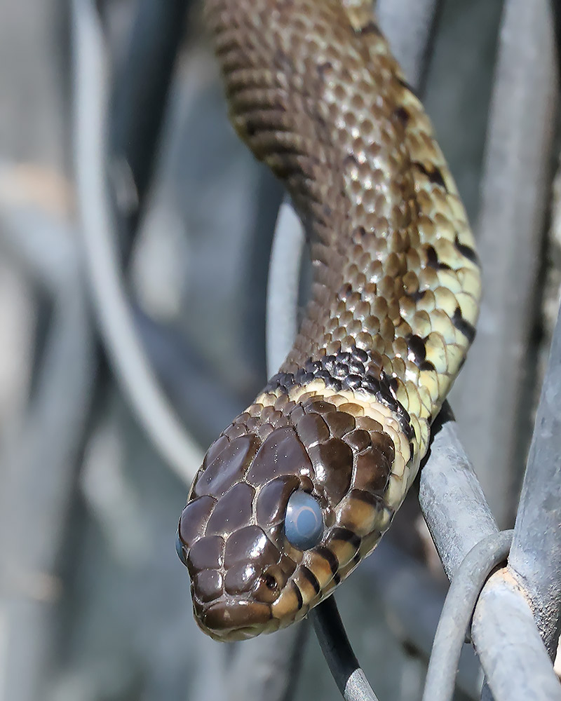 Grass snake