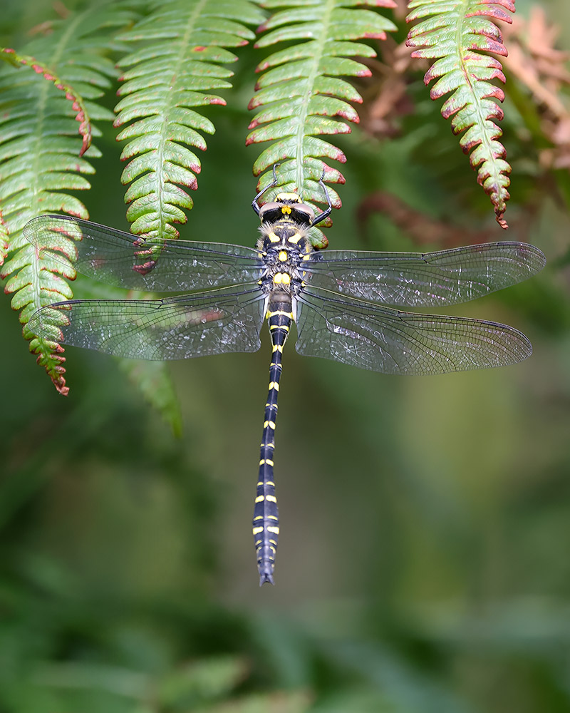 Golden-ringed dragonfly