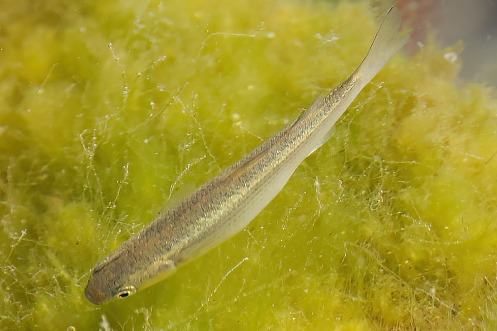 grey mullet