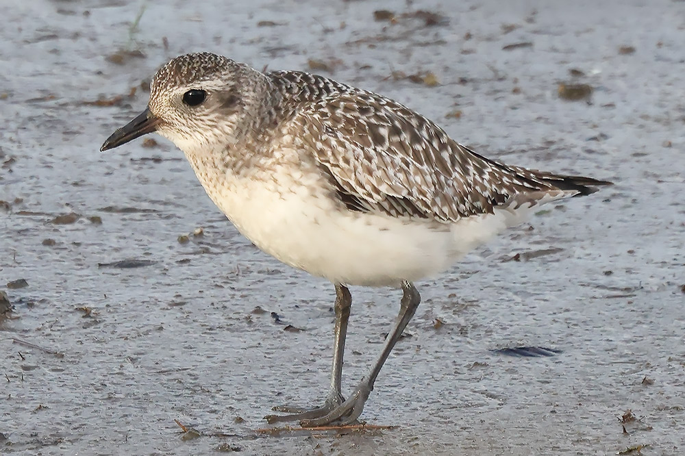 Grey plover