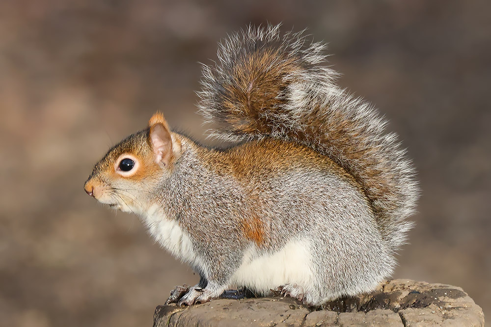 Grey squirrel