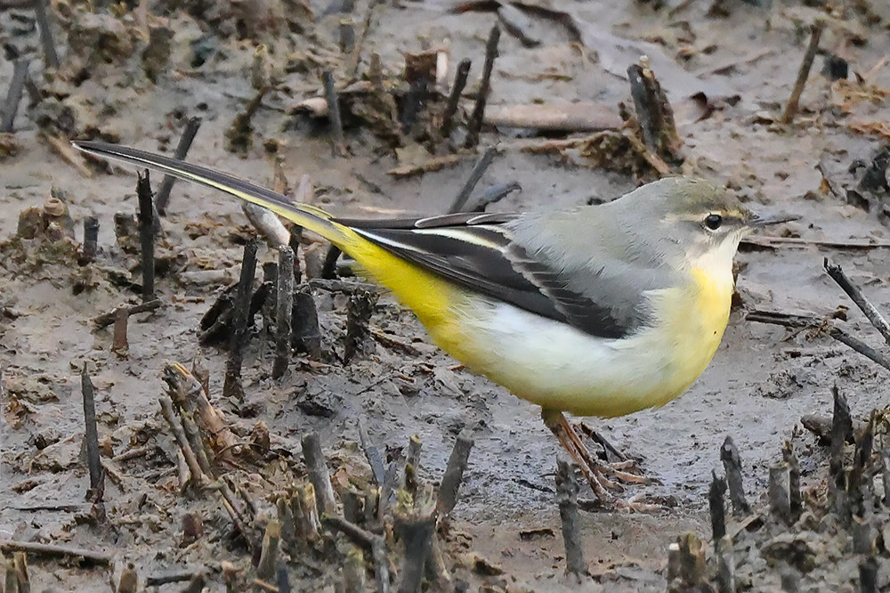 Grey wagtail