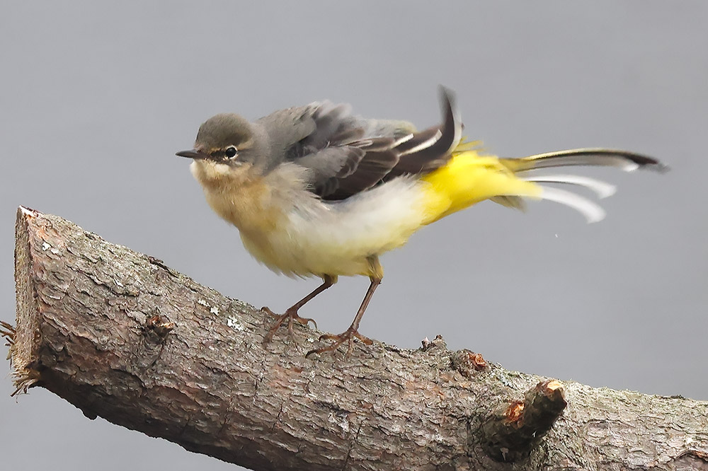 Grey wagtail