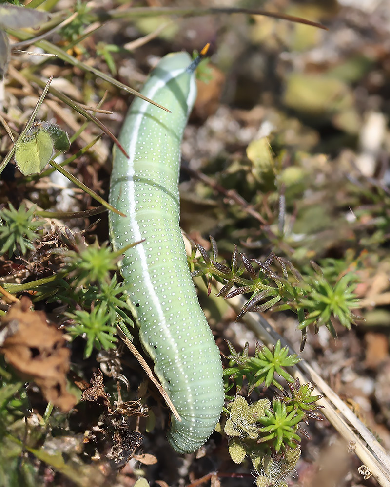 Hummingbird hawkmoth larva