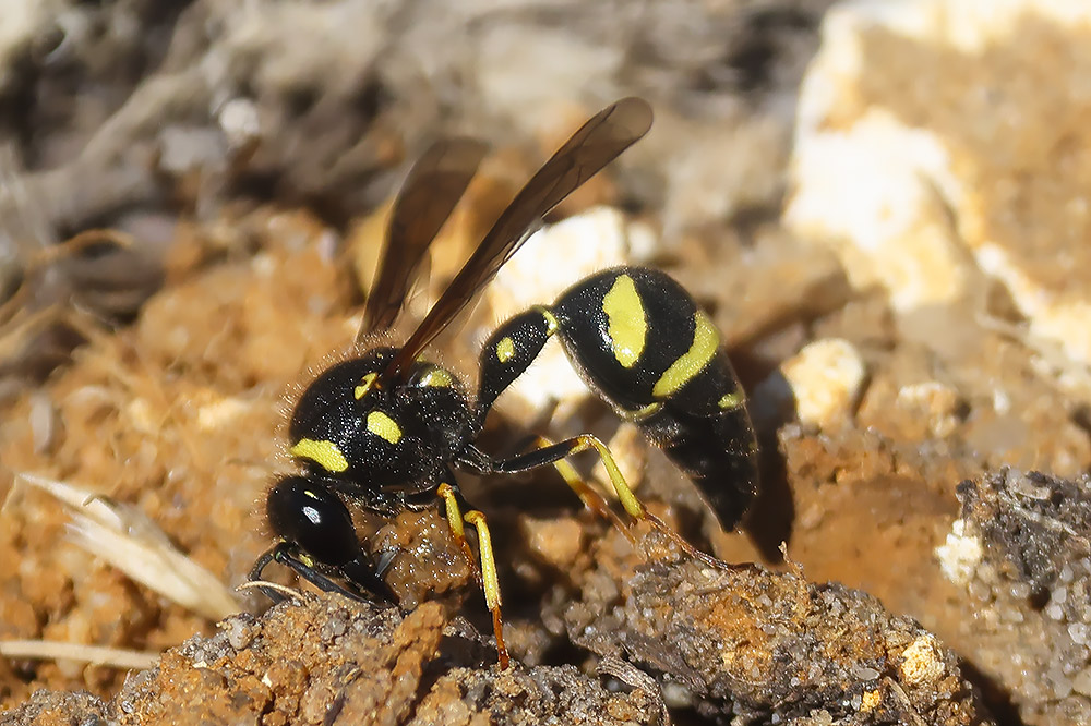 Heath potter wasp