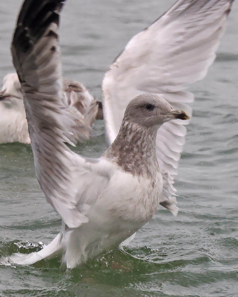 Herring gull