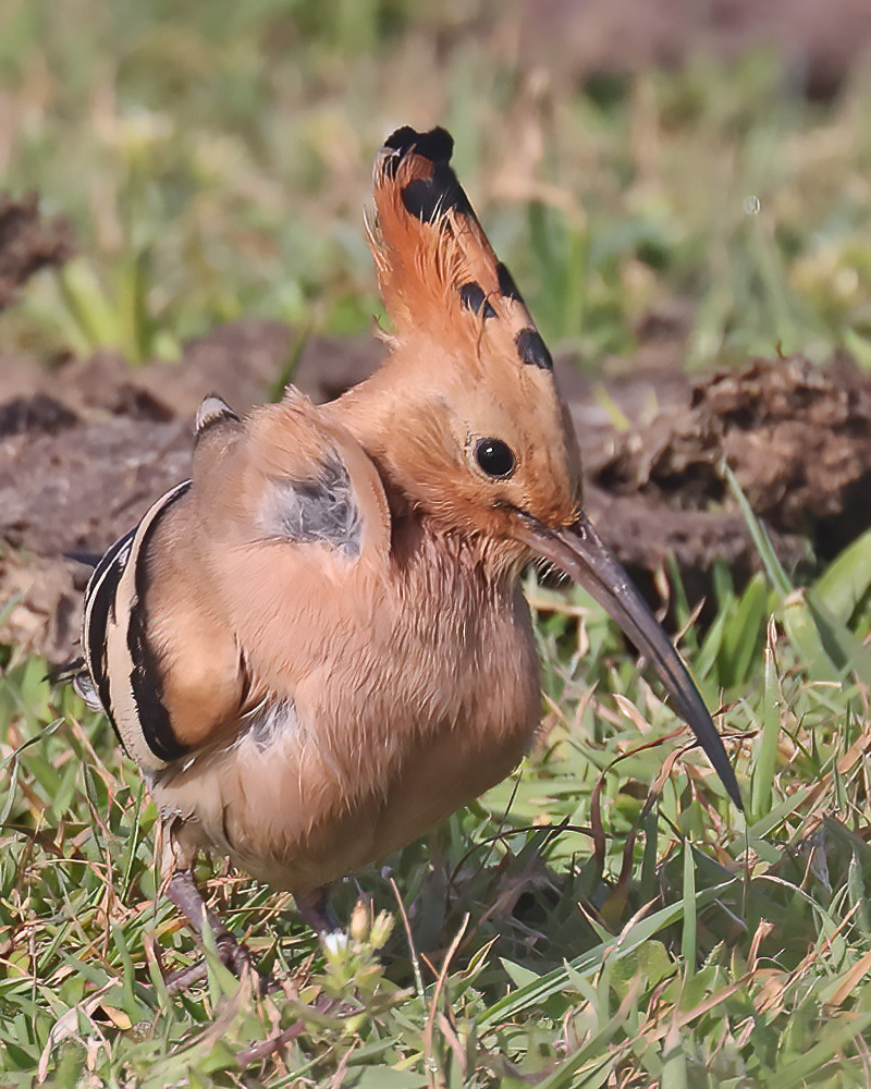 Hoopoe