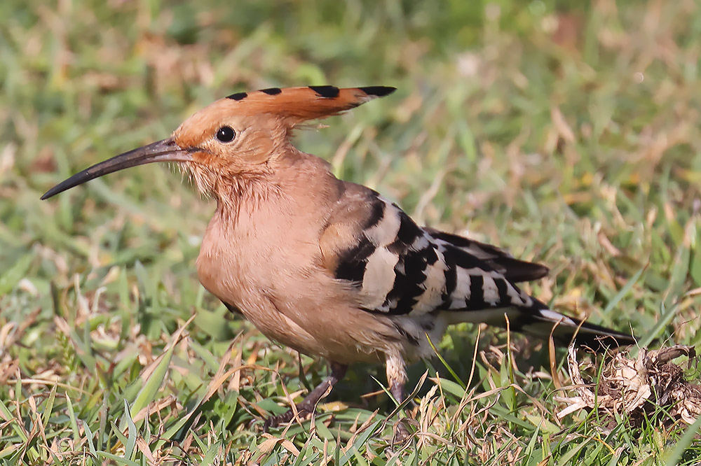 Hoopoe