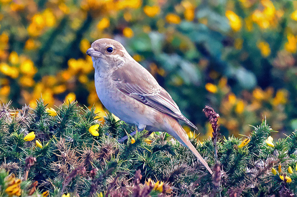 Isabelline shrike