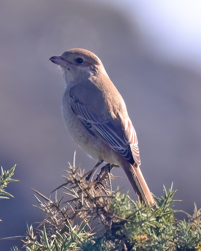 Isabelline shrike