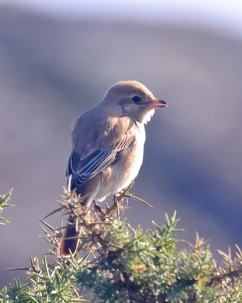 Isabelline shrike