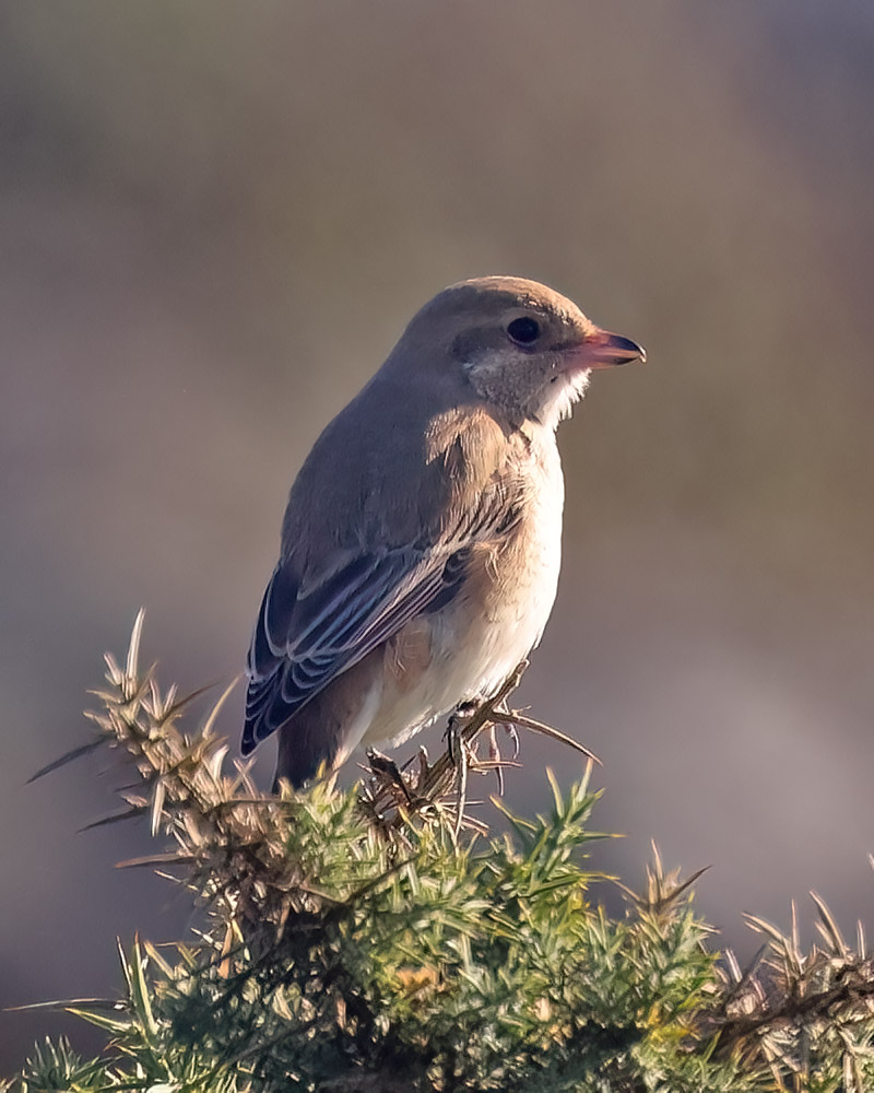 Isabelline shrike