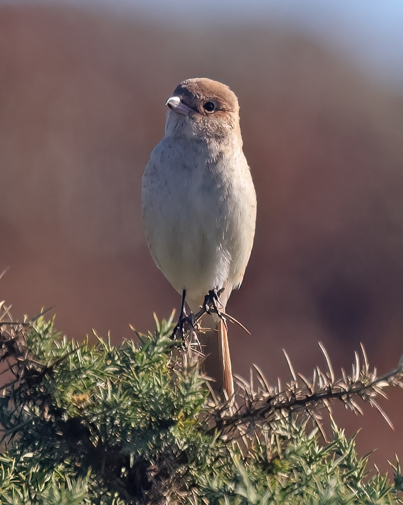 Isabelline shrike