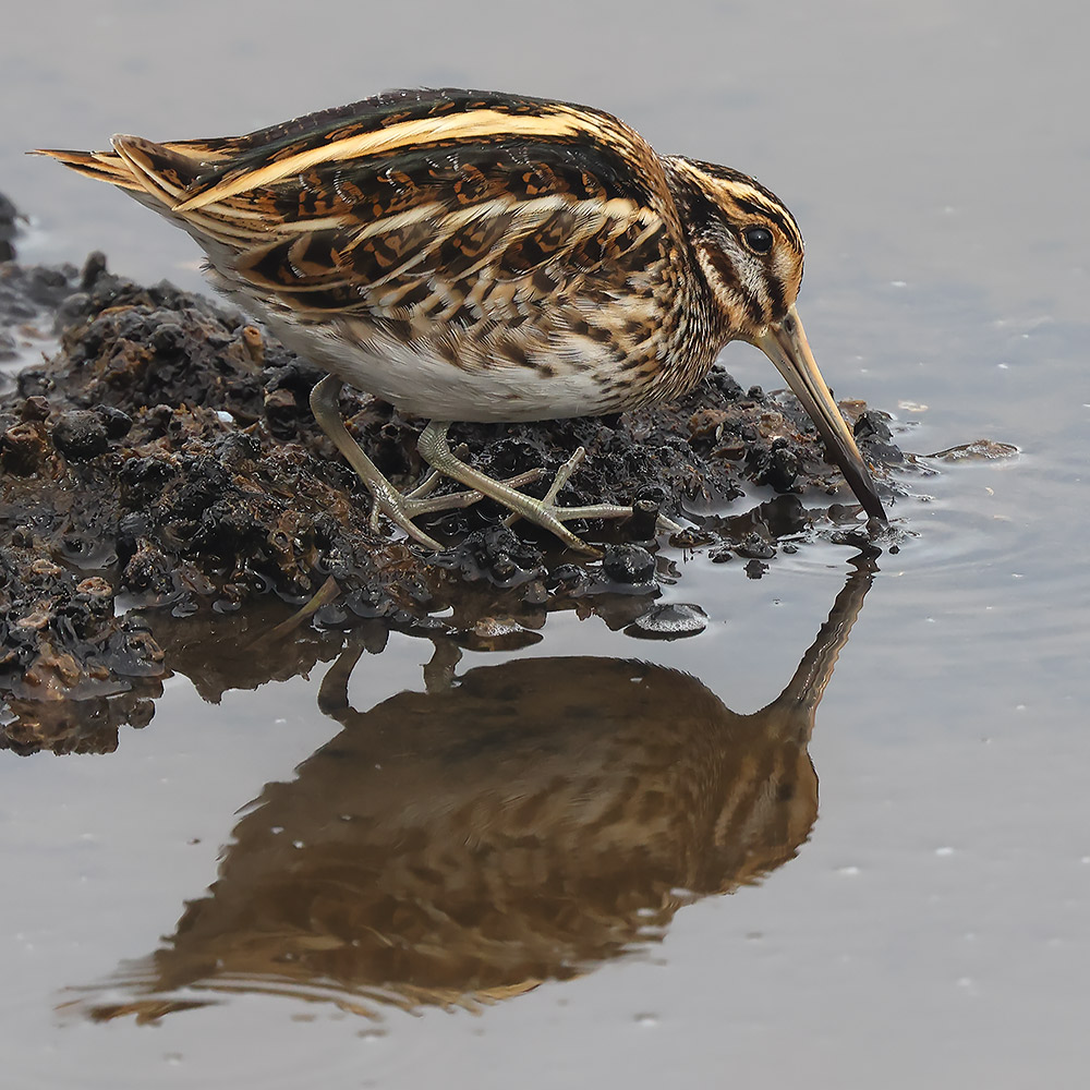 Jack snipe