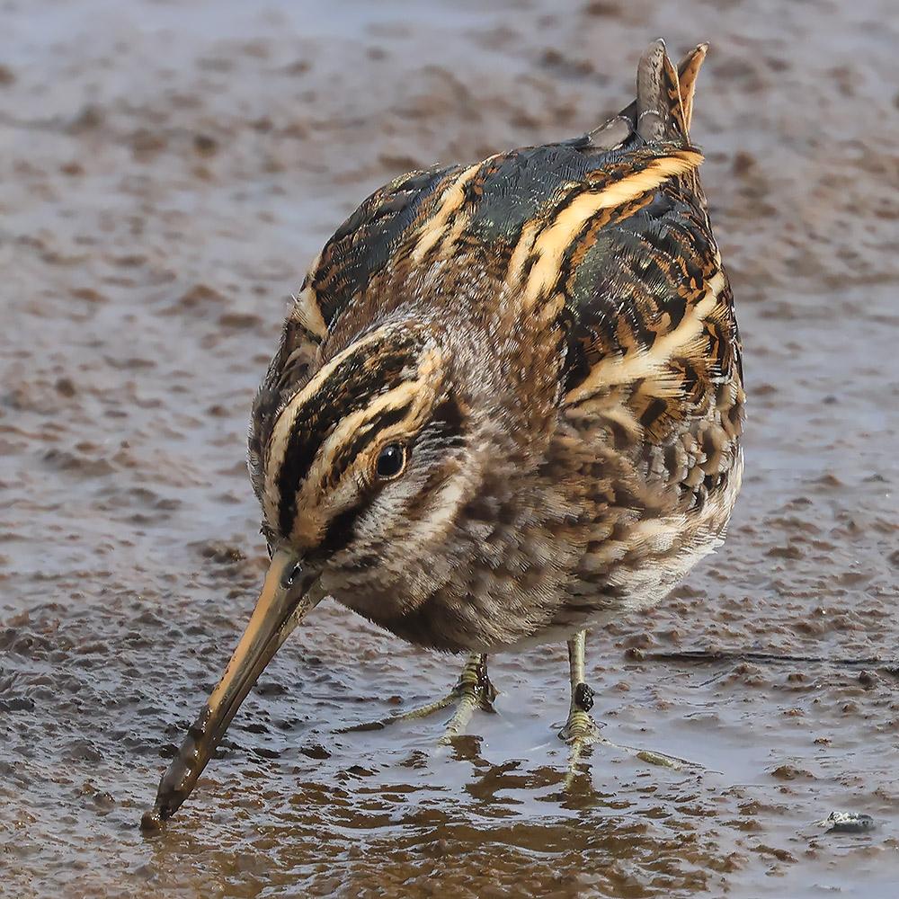 Jack snipe