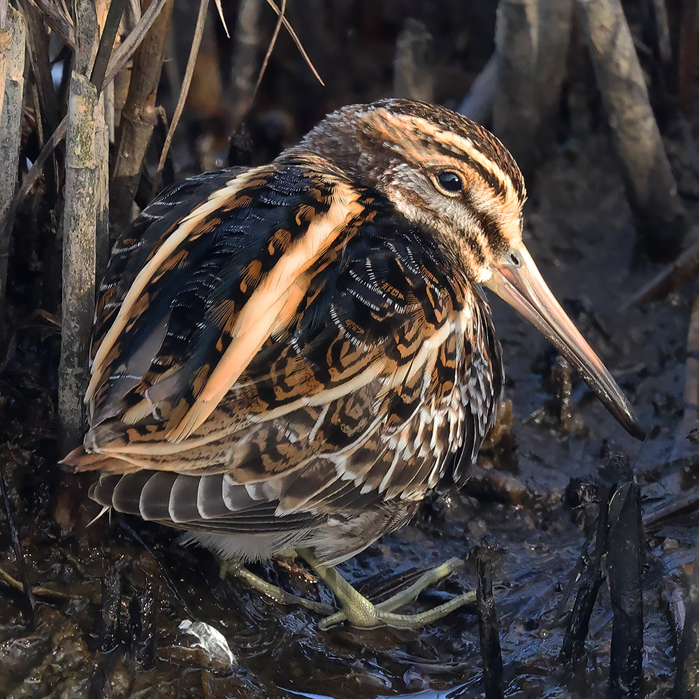 Jack snipe