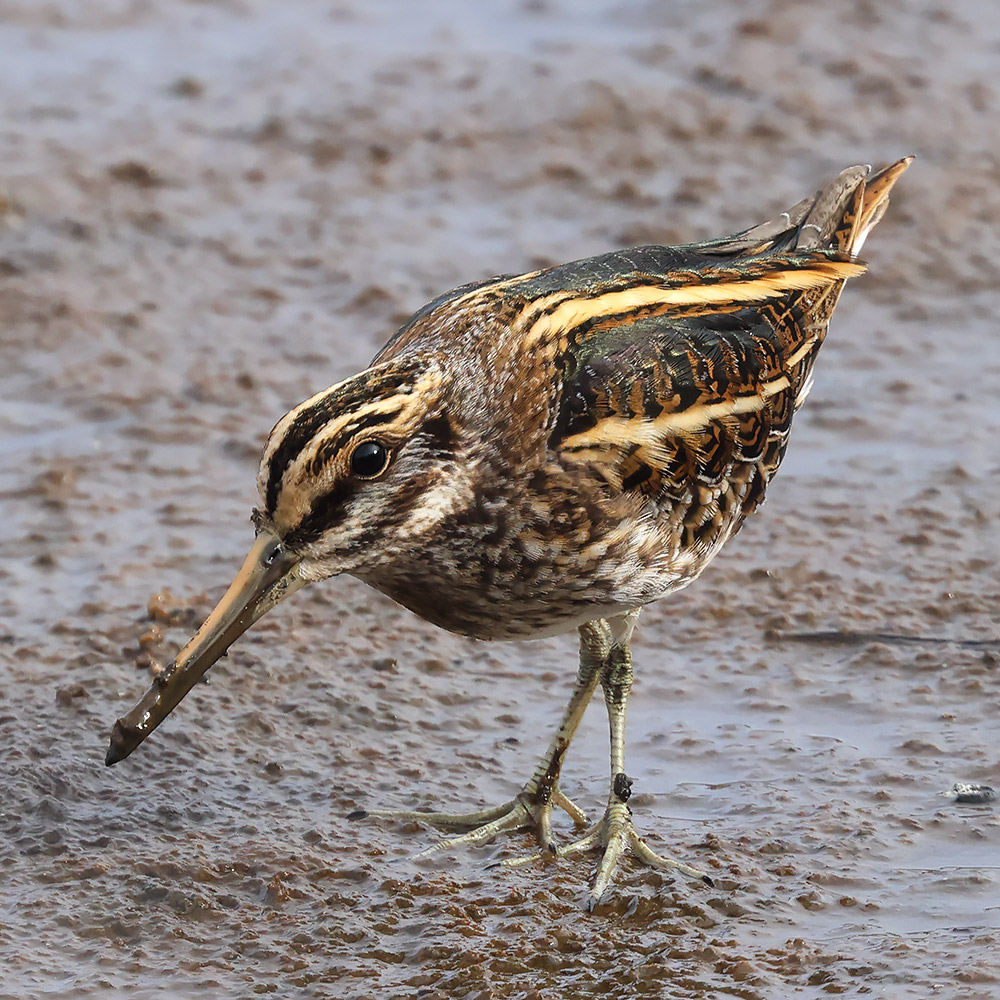 Jack snipe