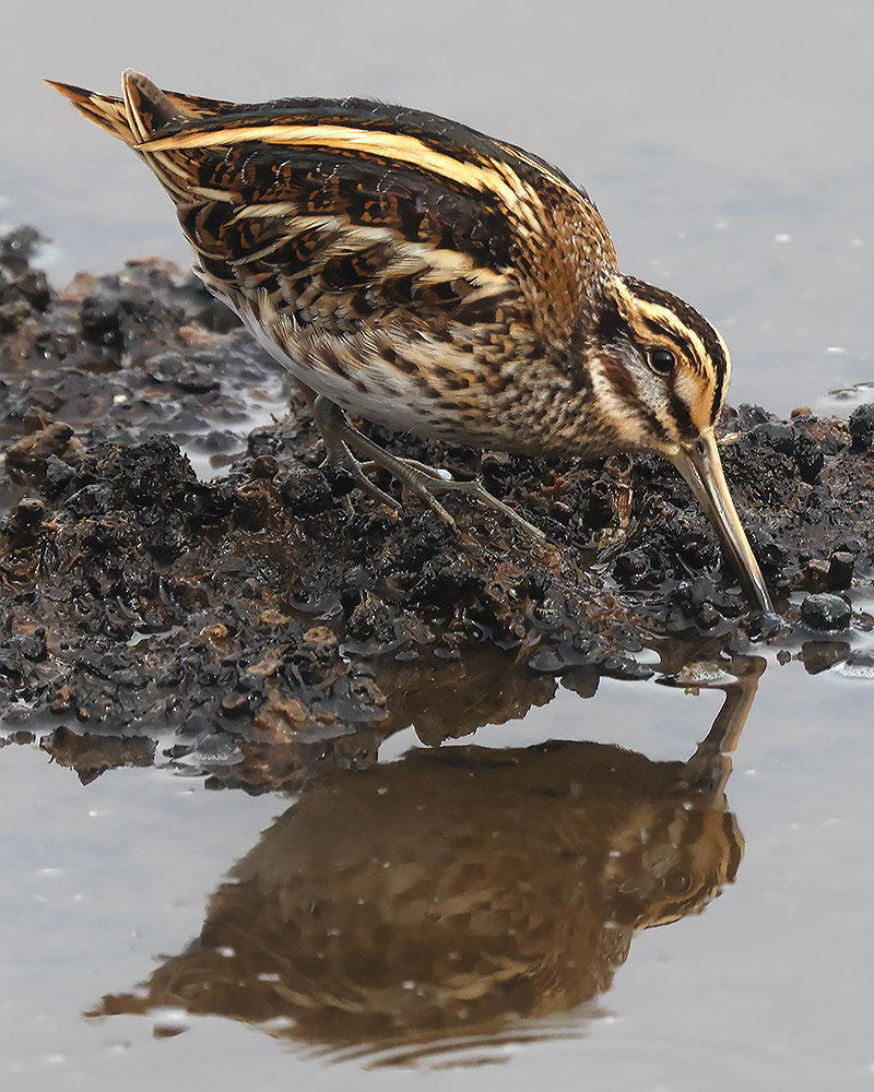 Jack snipe
