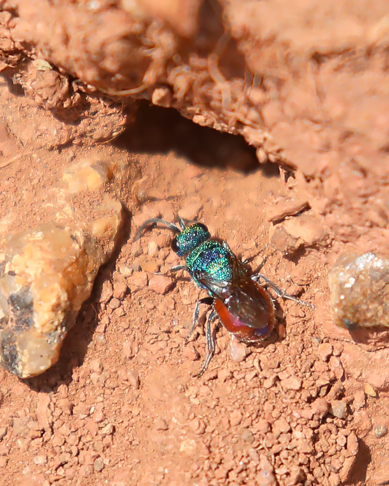 Hedychridium roseum