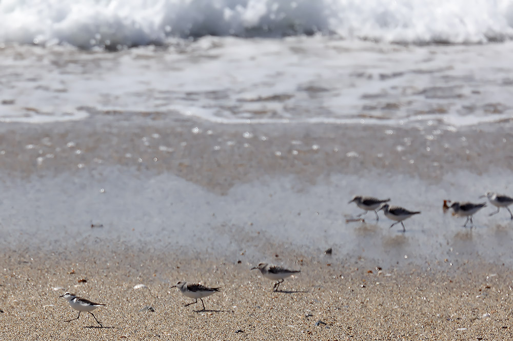 Kentish plover
