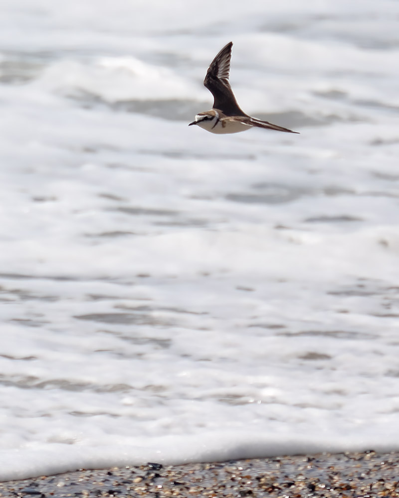 Kentish plover