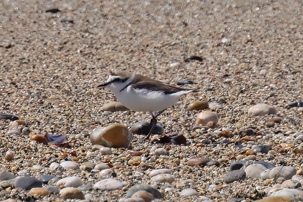 Kentish plover