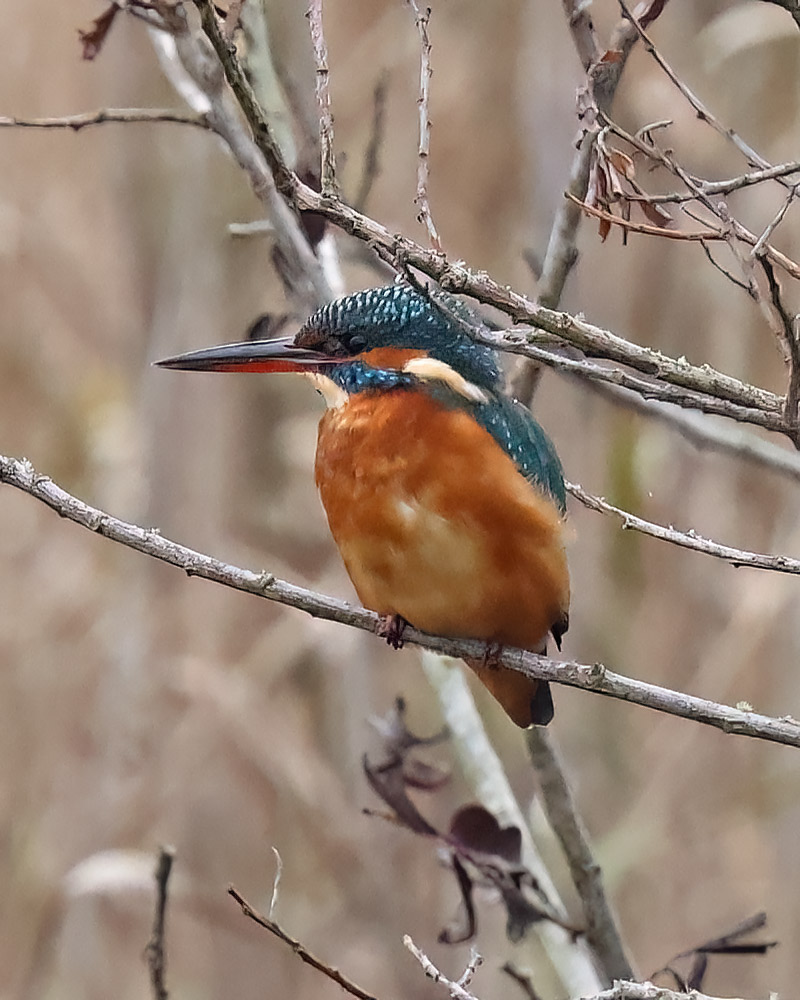 Kingfisher