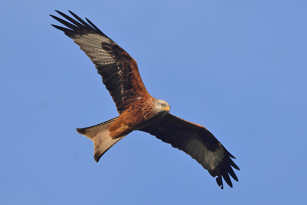 Red kite
