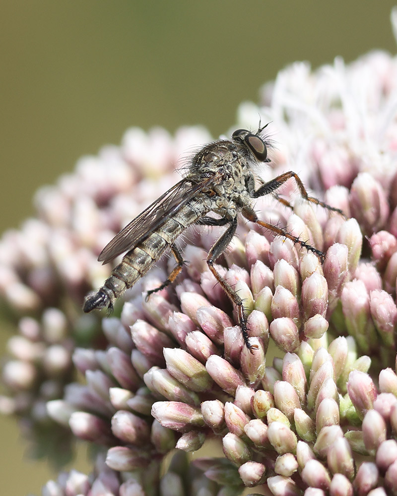 Kite-tailed robber fly