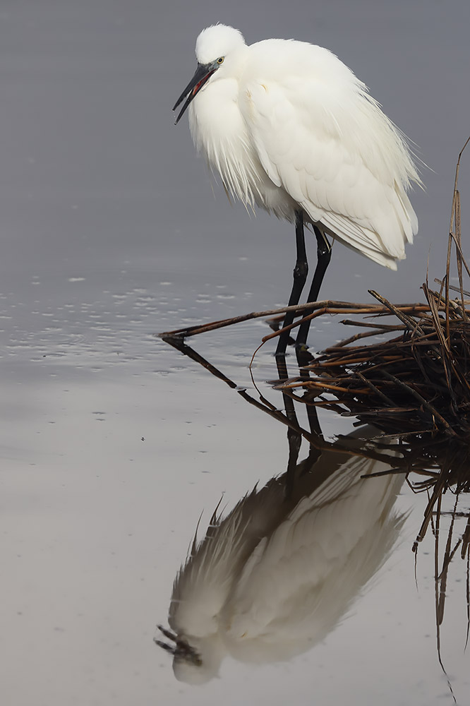 Little egret