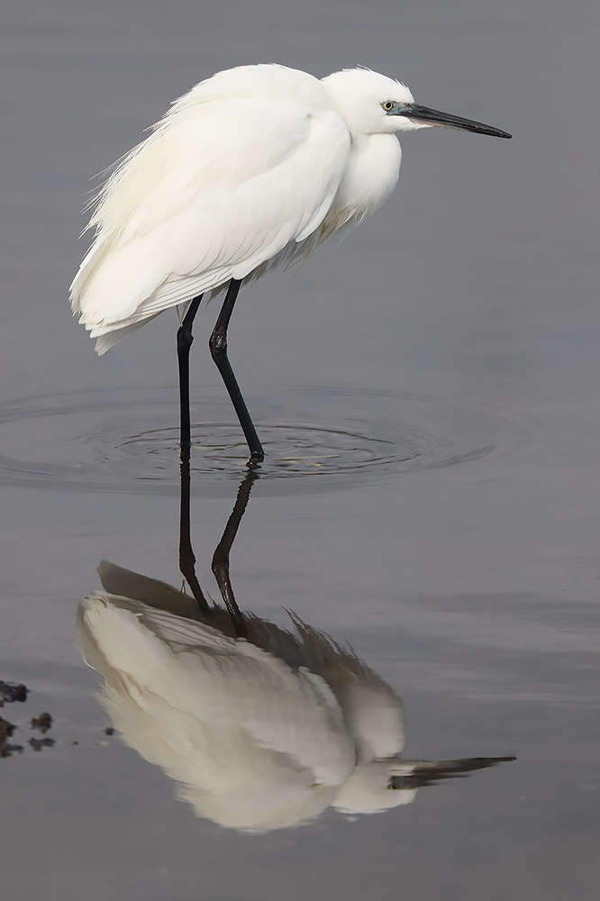 Little egret