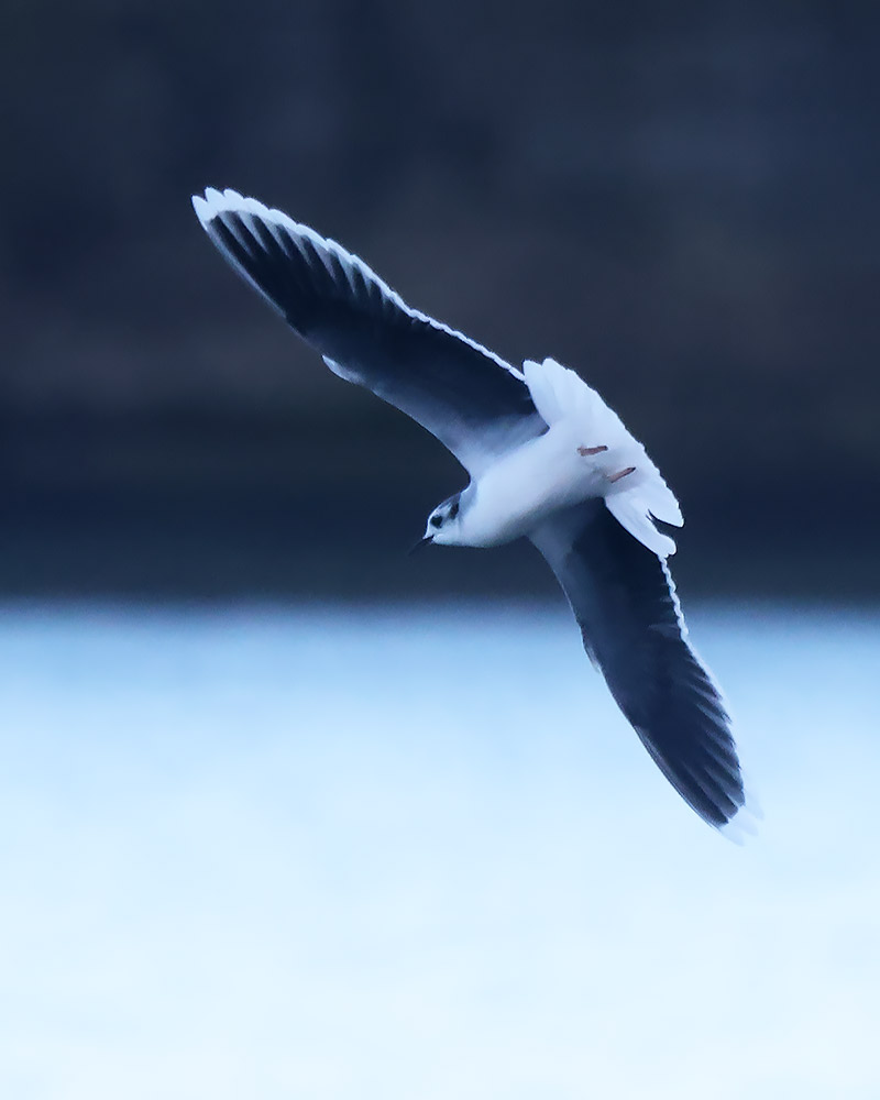 Little gull