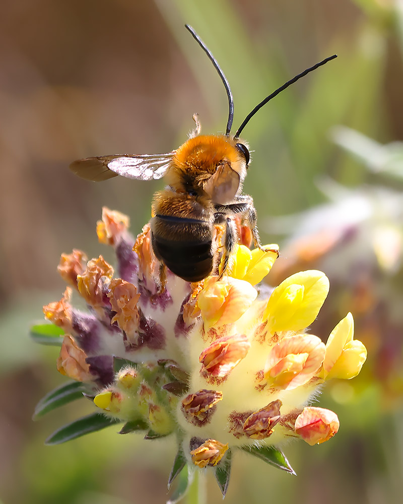 Long-horned bee