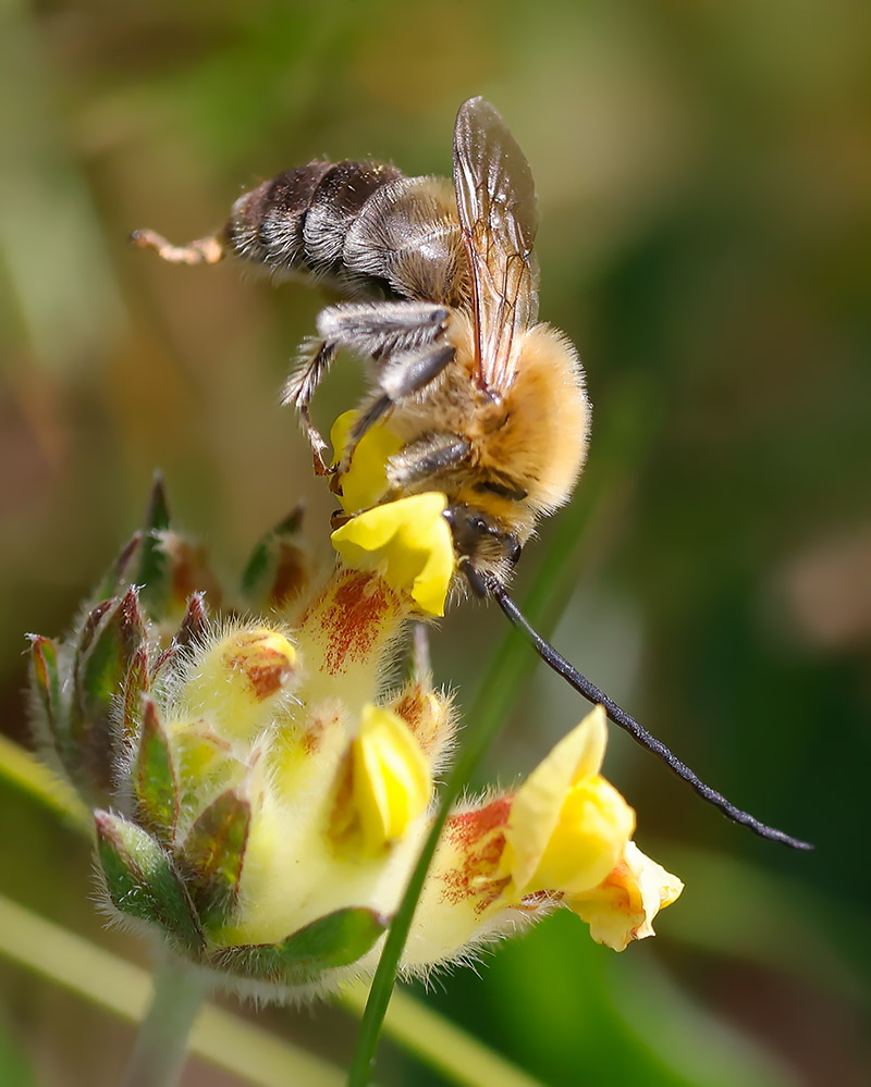Long-horned bee
