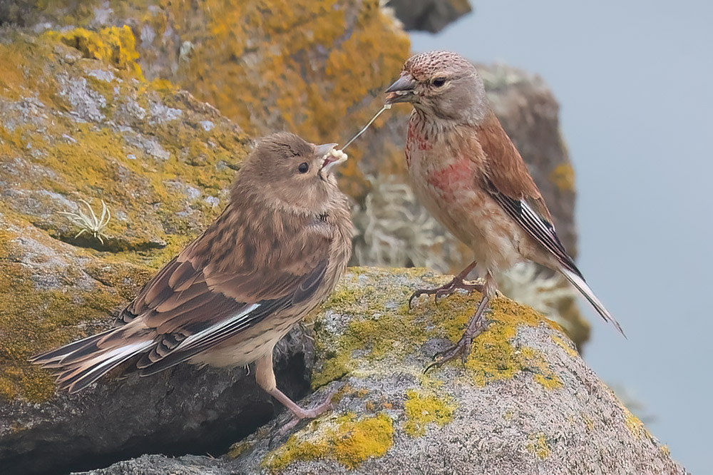 Linnet