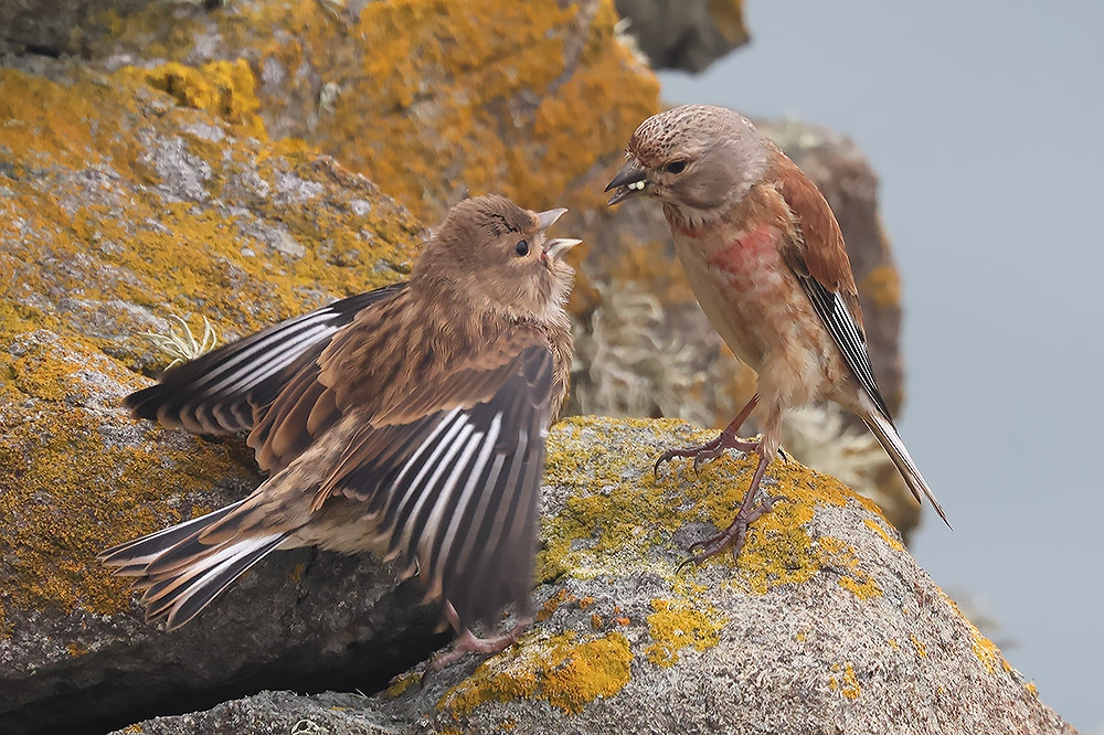 Linnet