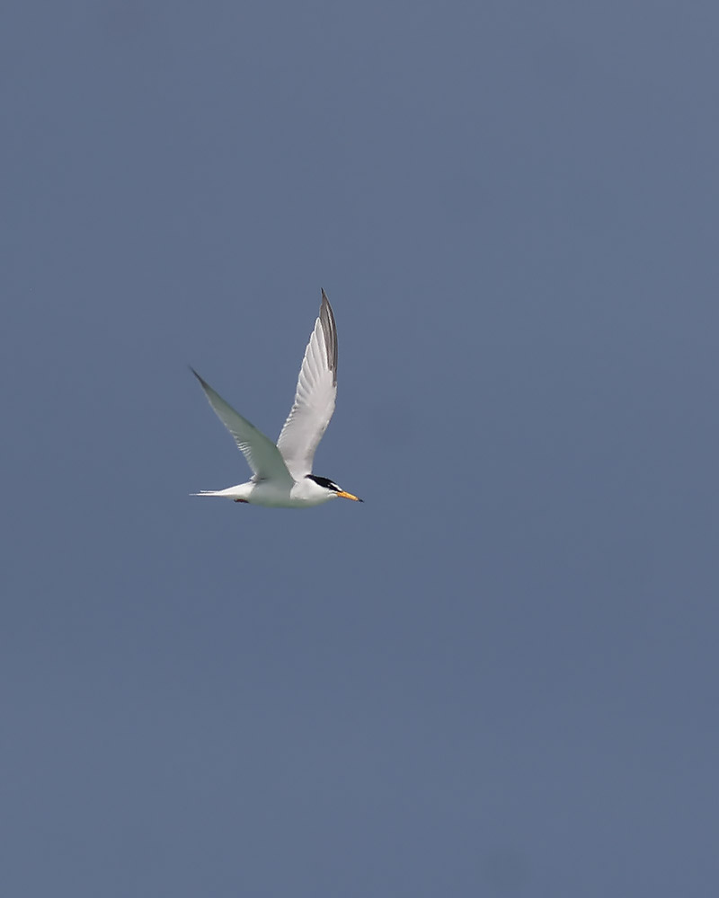Little tern