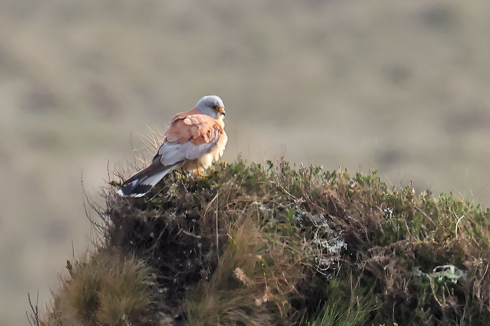 Lesser kestrel