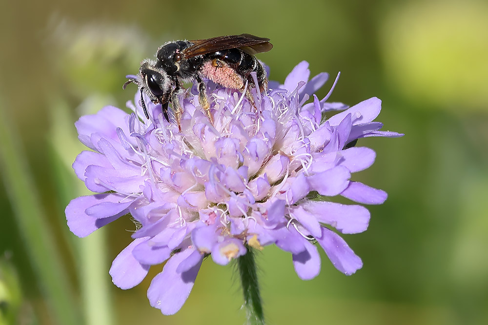 Large scabious mining bee