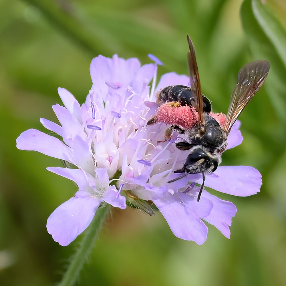 Large scabious mining bee