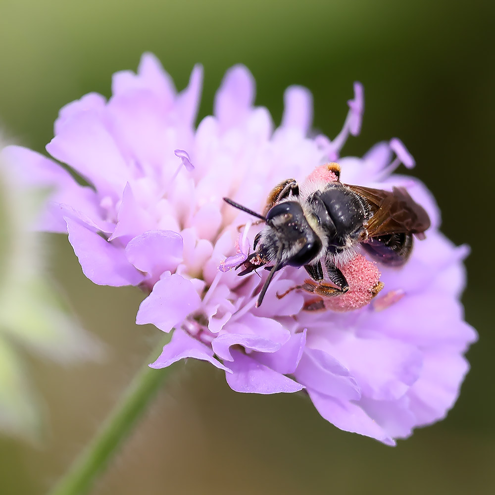 Large scabious mining bee