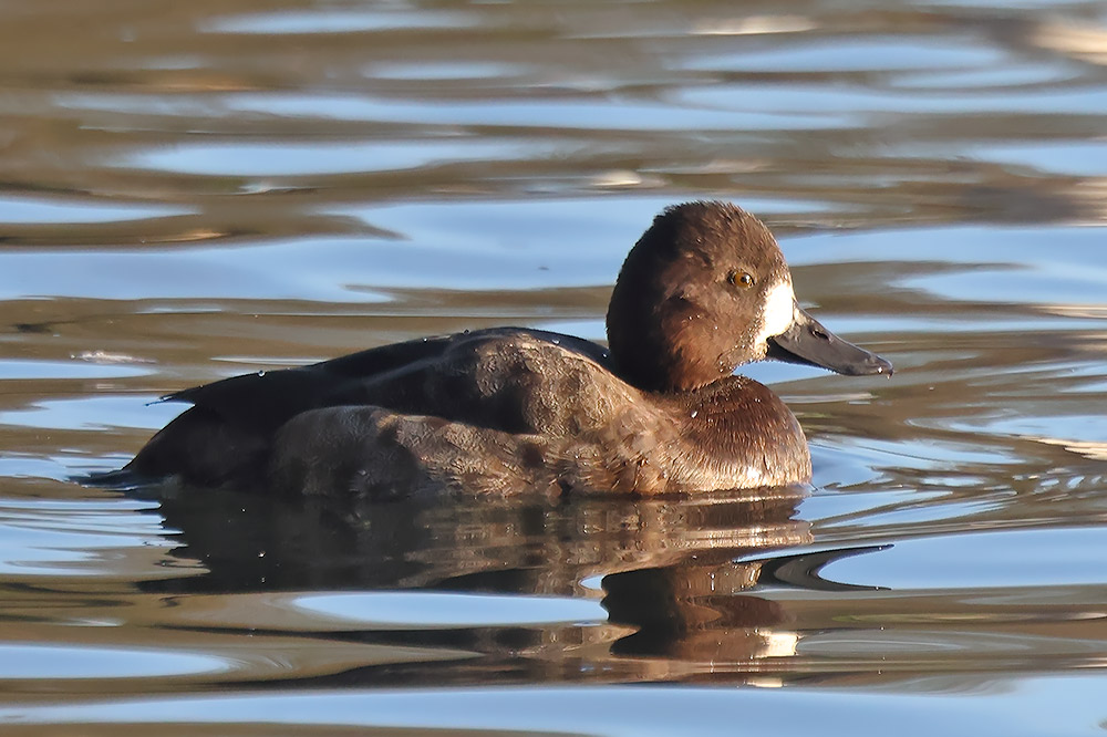 Lesser scaup